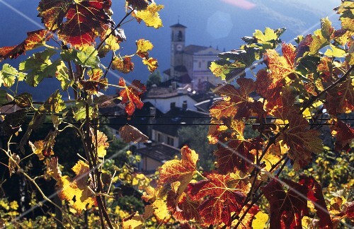 View of Castelrotto through autumn leaves, Ticino, Switzerland