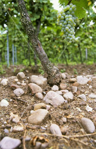 Sandstone on clayey sandy loam, Gimmeldingen, Palatinate