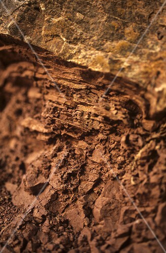 Terroir: red argillaceous shale with limestone, 'Roter Hang', Nierstein