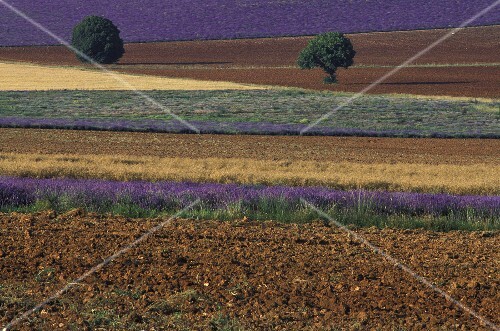 Lavender fields in Provence