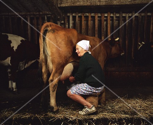 Woman Handmilking A Cow In A Stall Buy Images StockFood