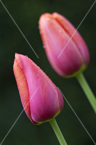 Two pink Avigon tulips with dew drops