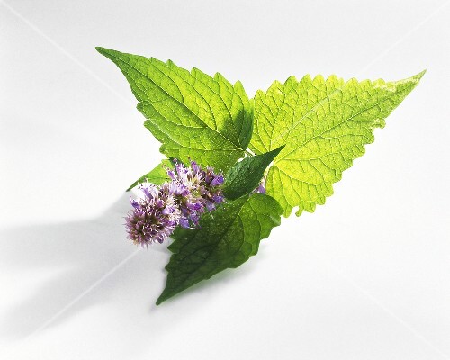 Korean mint (Agastache rugosa)