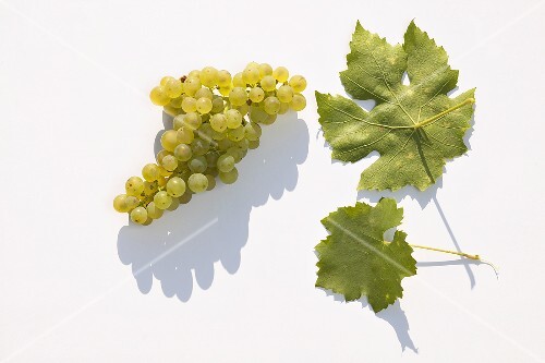 White wine grapes, variety 'Faber'
