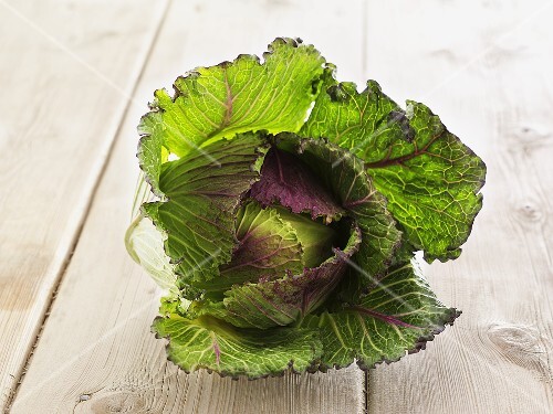 Frost-hardy cabbage, variety 'January King'