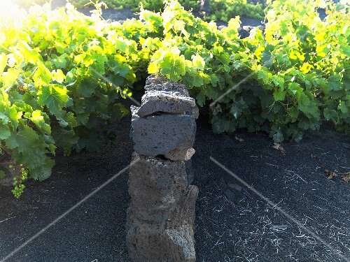 Vines, Lanzarote