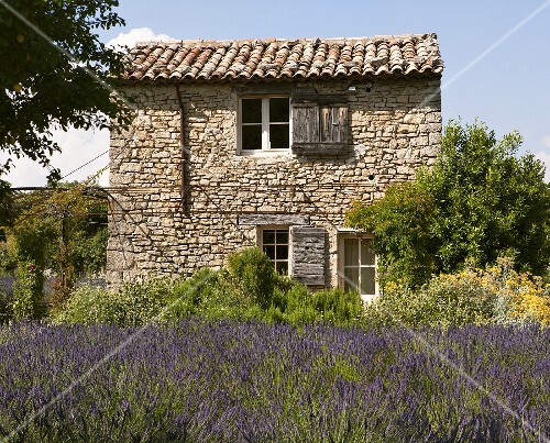A lavender field and a stone house near Vaison-La-Romaine, Provence