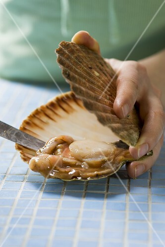 Shucking a scallop