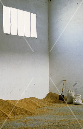 Rice in an almost empty storehouse with sacks and shovels