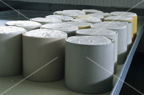 Making Gorgonzola