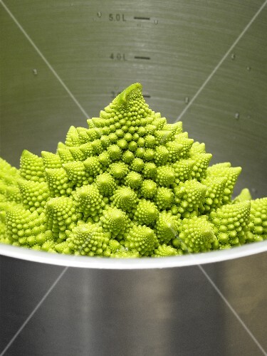 Romanesco broccoli in a pot