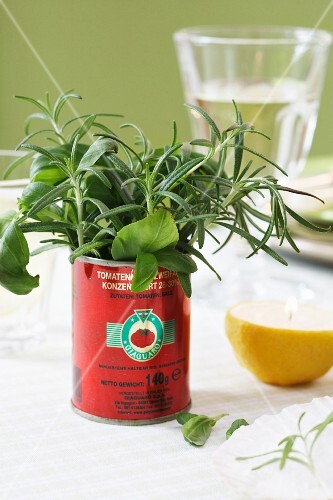 A tomato tin as a herb vase