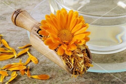 Marigold tea