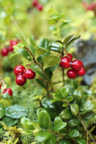 Foxberries on the bush