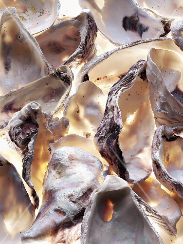 Oyster shells (full-frame)