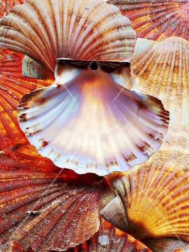 Scallop shells (full-frame)