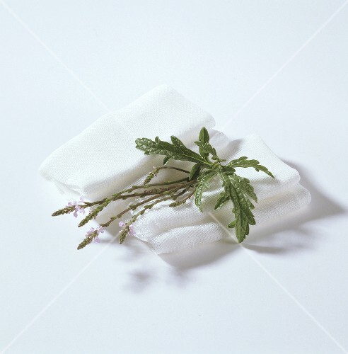 Vervain with flowers on muslin