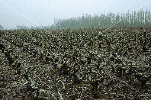 Vines in winter (Burgundy)