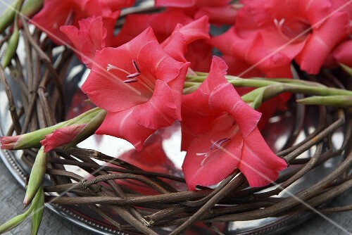 Gladioli on a wicker wreath