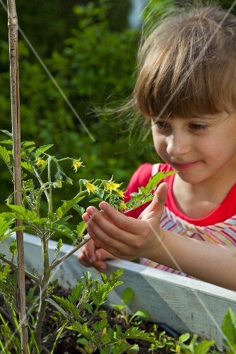 A little girl looking at a tomato plant in a raised bed