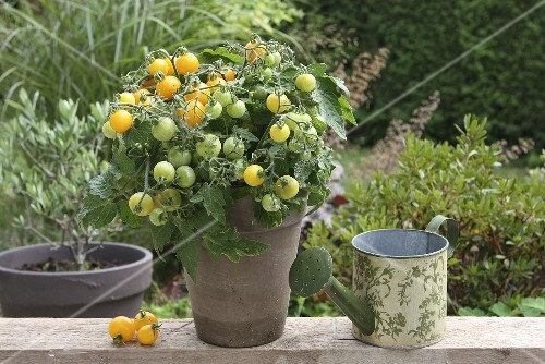 Yellow vine tomatoes in a garden with a watering can