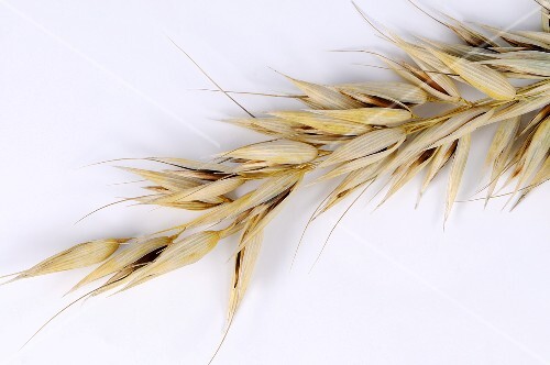 Oat (Avena sativa)