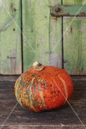 A squash (variety: Sunny Hokkaido)