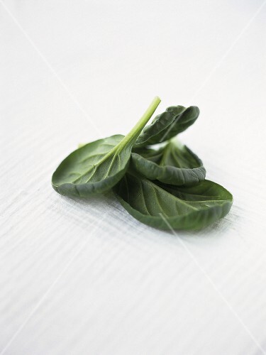 Sorrel