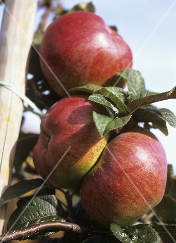 Red apples on the branch