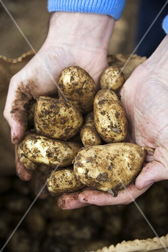 Hands holding freshly-dug Jersey Royals