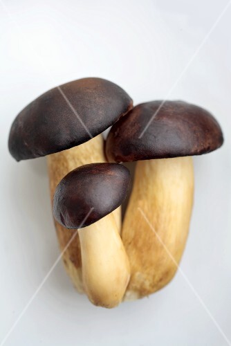 Bay Bolete (Xerocomus badius), also brown caps