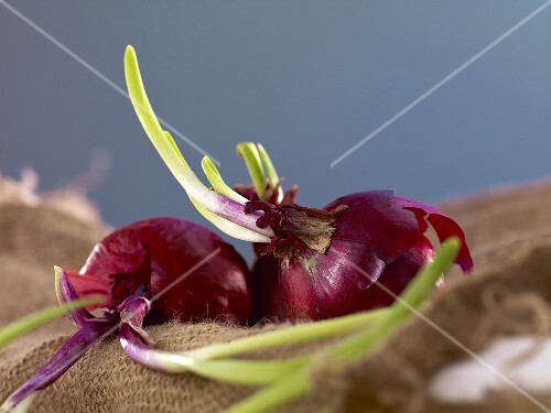 Red onions on a jute sack