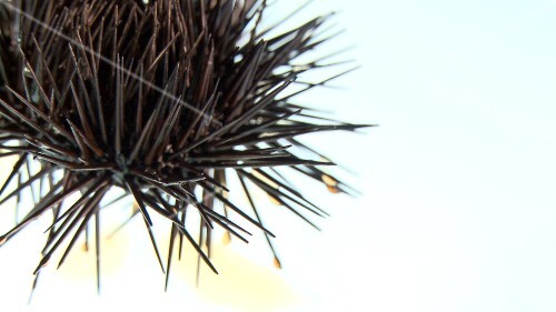A sea urchin