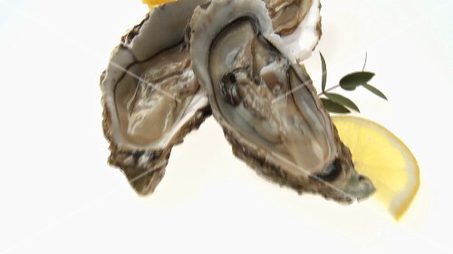 Fresh oysters