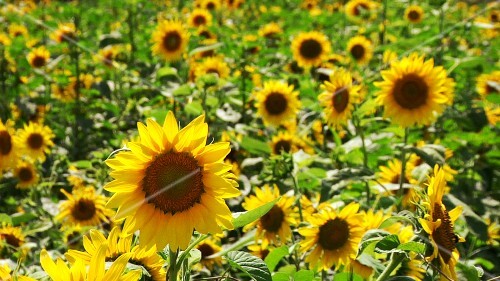 Sunflower field