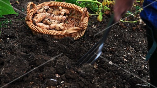 Harvesting potatoes