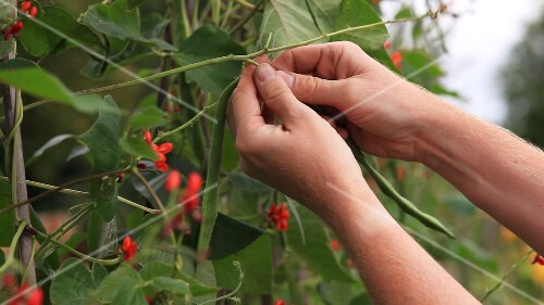 Flowering runner beans