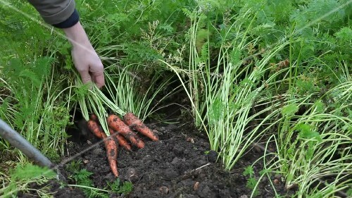 Carrots being harvested