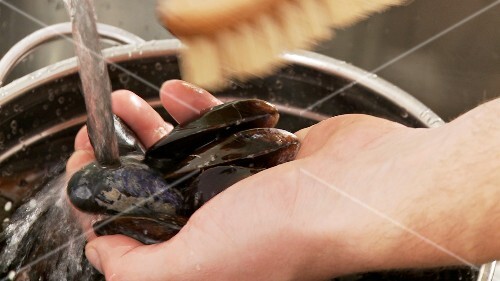 Mussels being cleaned with a kitchen brush