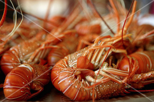 Spiny lobsters