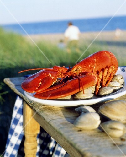 Cooked lobster with clams on table by sea (Maine, USA)