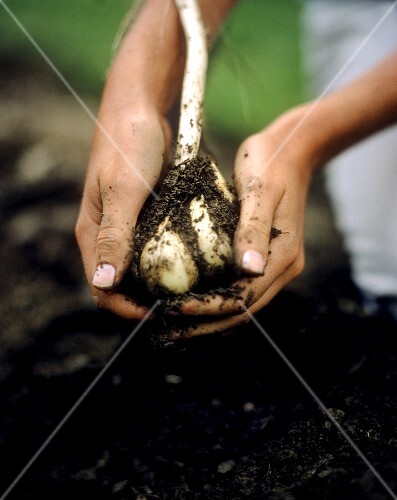 Hand holding freshly harvested above earth