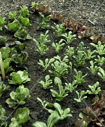 Various salad and vegetable plants in the field