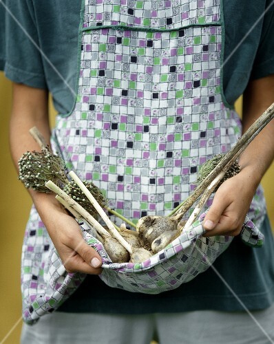 Woman holding freshly harvested garlic in her apron (1)