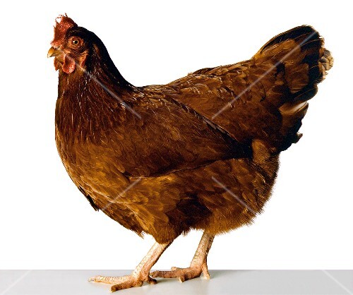 Rhode Island Red Hen