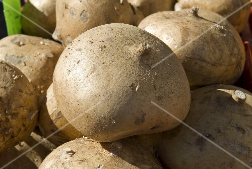 Many Fresh Jicama
