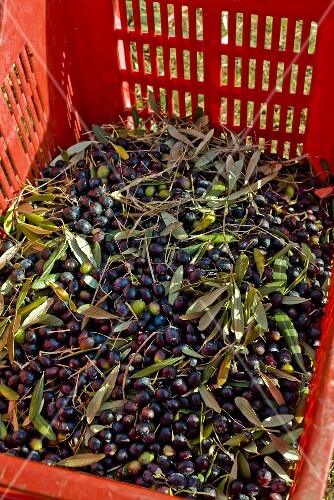 Crate of Fresh Picked Olives