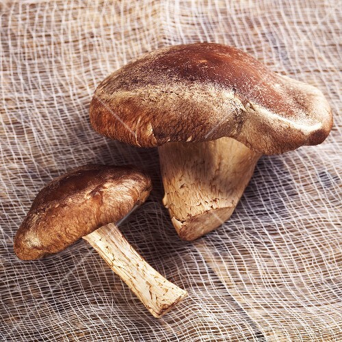 Two Shiitake Mushrooms on Muslin