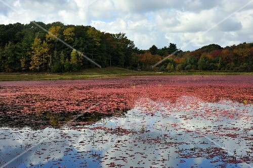 Cranberry Bog Ready for Harvest