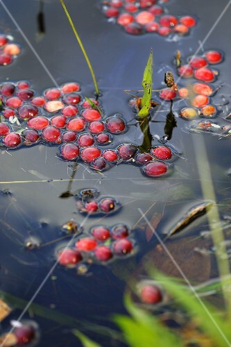 Cranberries Floating in a Bog During Harvest